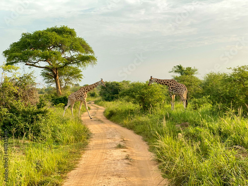 afrique