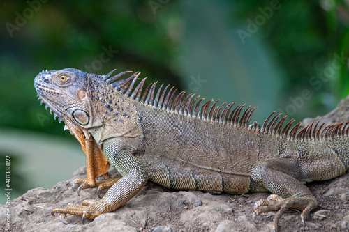 Grüner Leguan (Iguana iguana) in Costa Rica