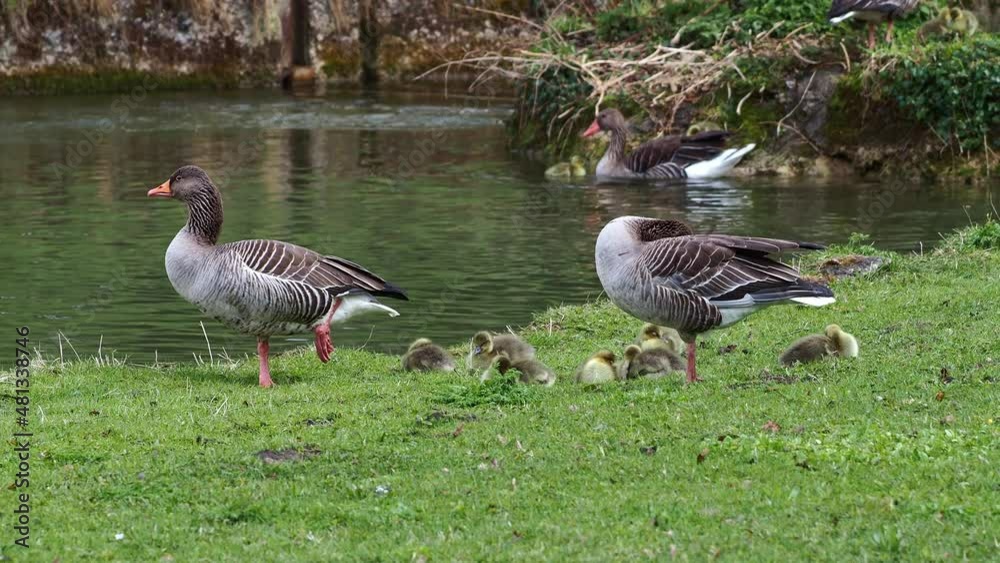 Family of greylag geese with small babies. The greylag goose, Anser anser is a large goose species of the waterfowl family Anatidae Family of greylag geese with small babies. The greylag goose, Anser anser is a large goose species of the waterfowl family Anatidae