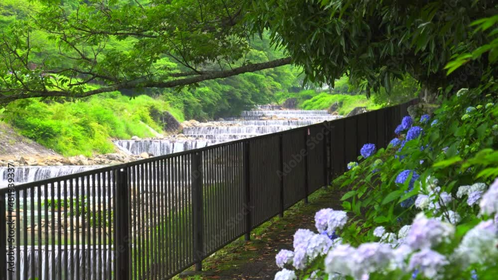 紫陽花と強羅、宮城野の早川の遊歩道 箱根 神奈川県 紫陽花と強羅、宮城野の早川の遊歩道 箱根 神奈川県