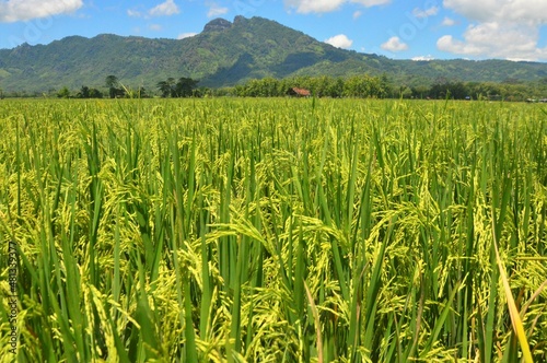 Canvas Print ricefield