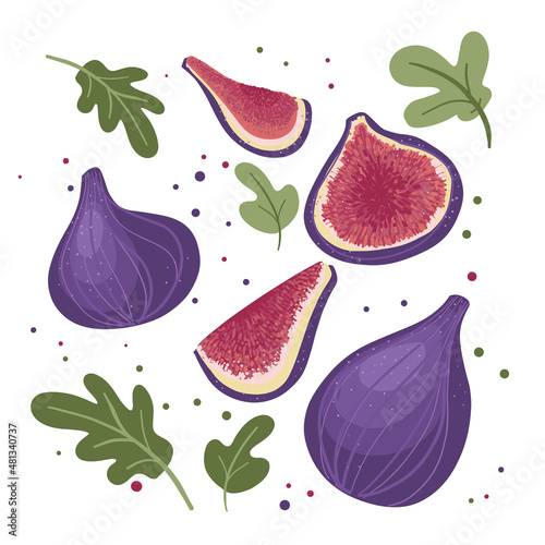 Bright juicy figs of different sizes with leaves, pulp and slices. Vector illustration isolated on a white background. Vector illustration