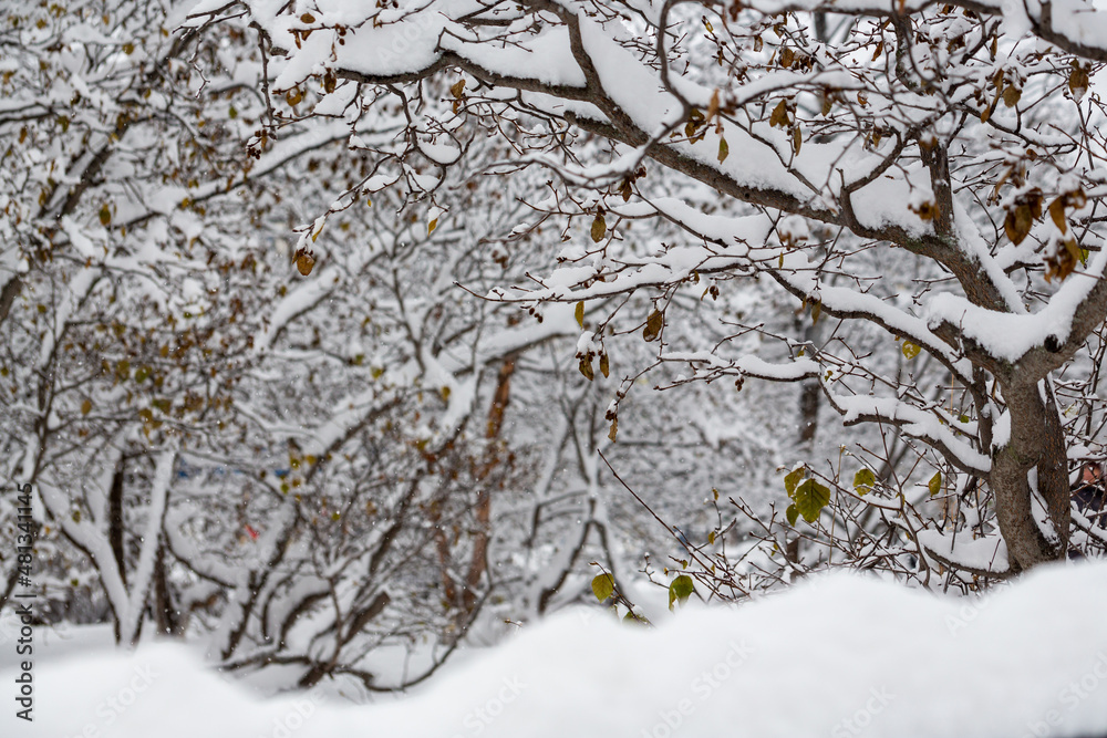 Winter background. Snow covered trees in the park. Fresh clean snow on the branches after a snowfall. Cold snowy weather. Shallow depth of field. Winter background. Snow covered trees in the park. Fresh clean snow on the branches after a snowfall. Cold snowy weather. Shallow depth of field.