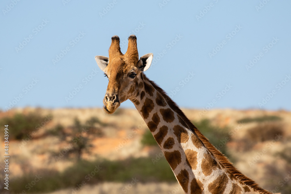 Fototapeta premium Portrait of a giraffe in the Kgalagadi Transfrontier Park in South Africa