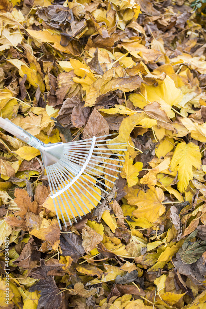 Obraz premium Close-up of a rake on a pile of dry yellow autumn leaves.