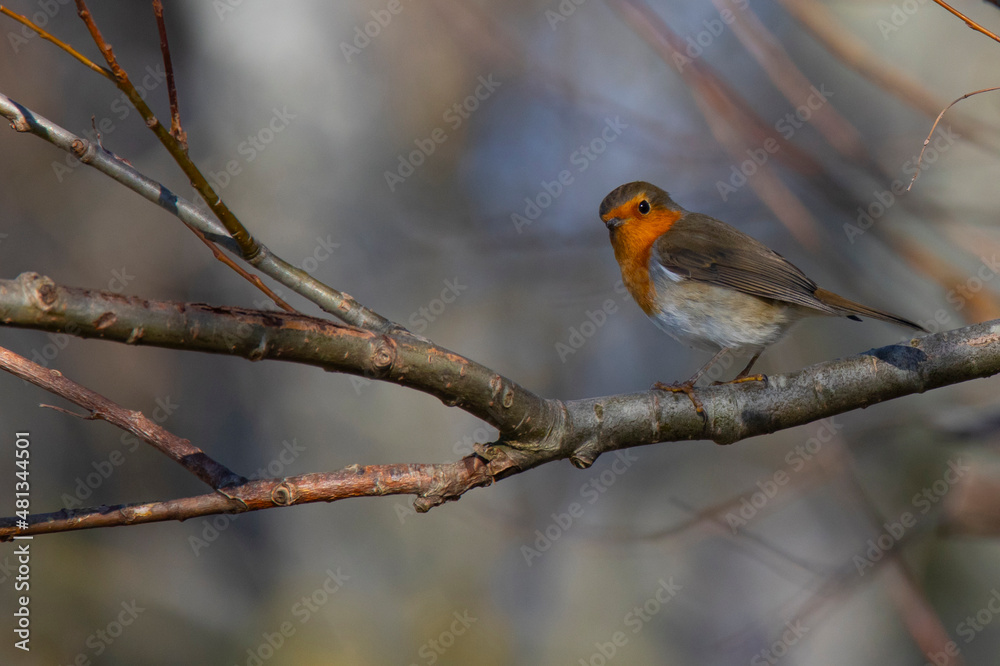 small robin bird on the tree branch in forest in winter small robin bird on the tree branch in forest in winter