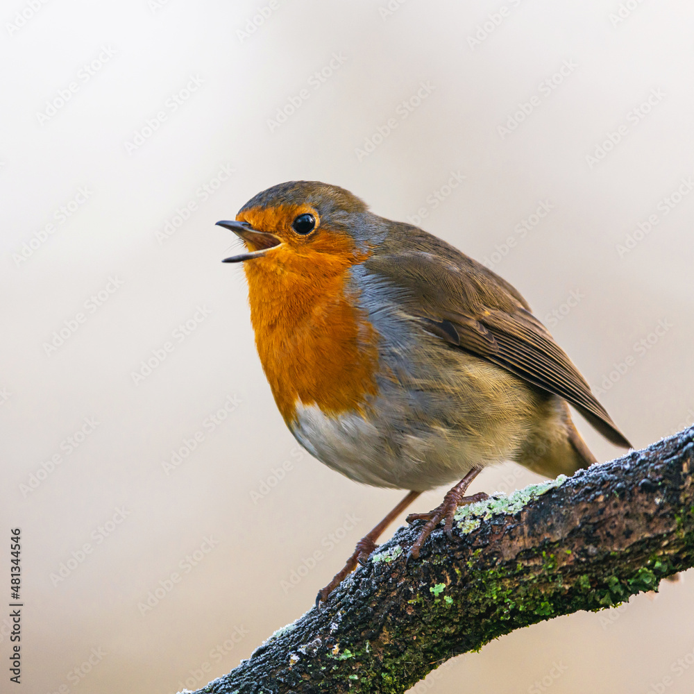 European Robin, Erithacus rubecula in environment European Robin, Erithacus rubecula in environment