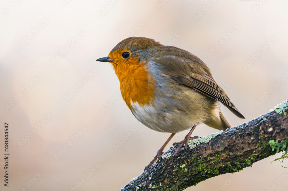 Fototapeta premium European Robin, Erithacus rubecula in environment
