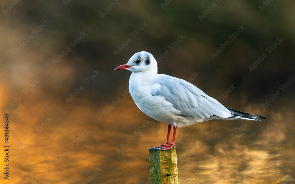 Black-headed Gull, Chroicocephalus ridibundus in winter sun rays Black-headed Gull, Chroicocephalus ridibundus in winter sun rays