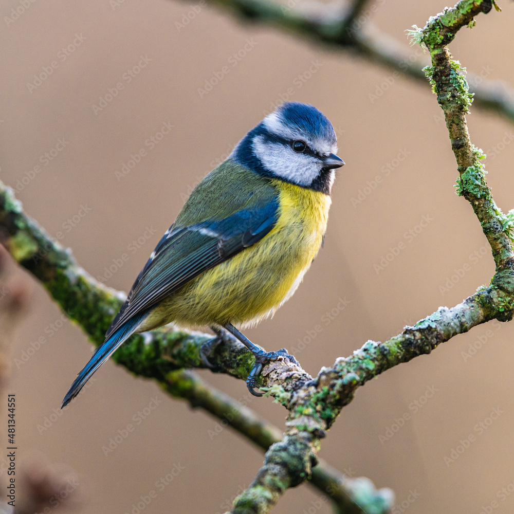 Eurasian Blue Tit, Cyanistes caeruleus in winter time Eurasian Blue Tit, Cyanistes caeruleus in winter time