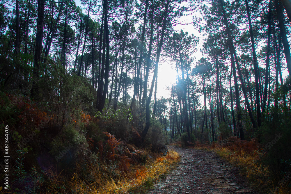 Obraz premium Road in a pine forest in winter, the rays of the sun break through the crowns of pines