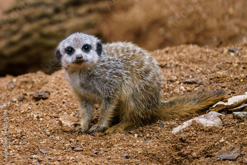 The little cub meerkat (Suricata suricatta) sits on a sand. © Lubos Chlubny