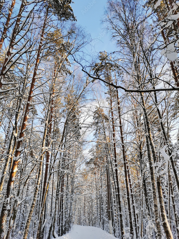 A forest road among tall snow-covered ship pines in the village on a clear, frosty winter day A forest road among tall snow-covered ship pines in the village on a clear, frosty winter day