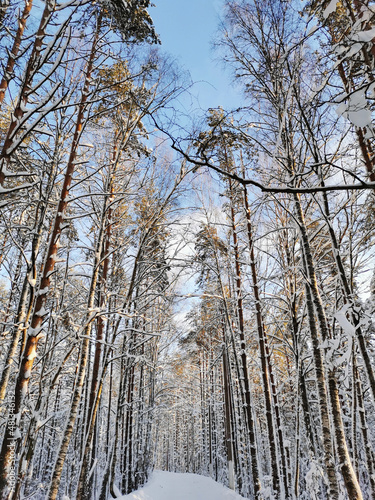A forest road among tall snow-covered ship pines in the village on a clear  frosty winter day