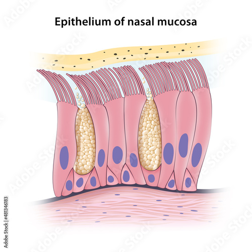 Pseudostratified columnar epithelium of nasal mucosa photo