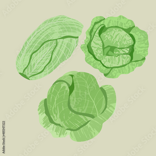 Vector cabbage set. Illustation of isolated cabbage with brush texture.