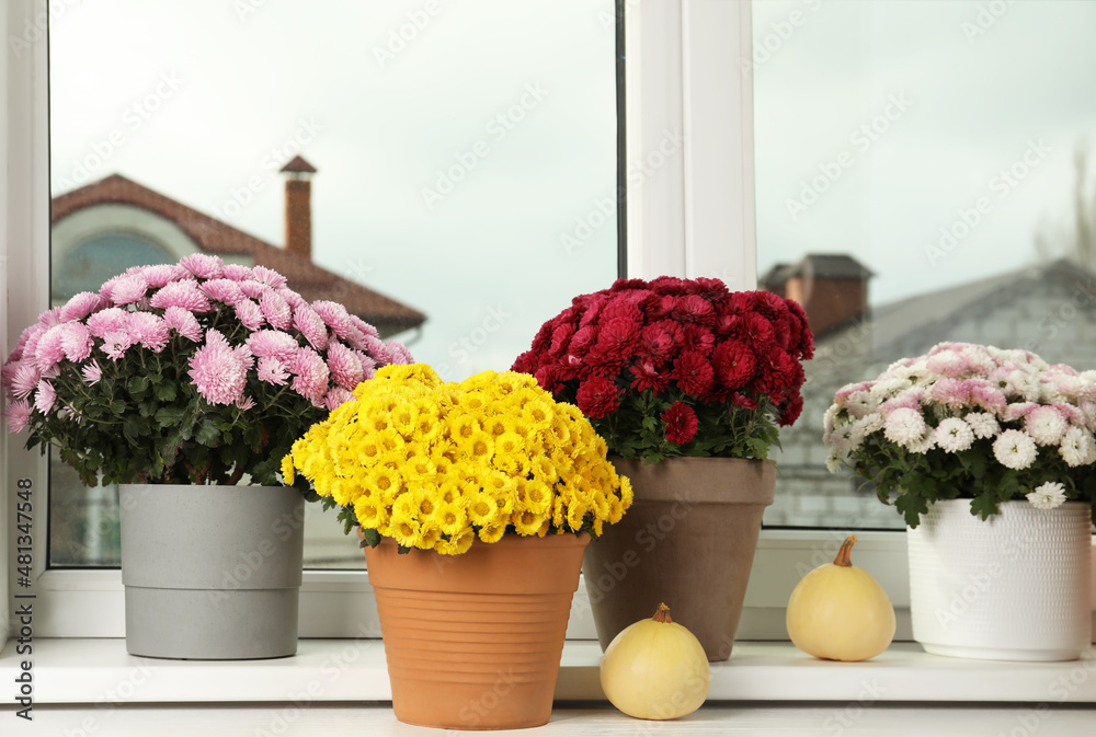 Fototapeta premium Beautiful potted chrysanthemum flowers and pumpkins on windowsill indoors