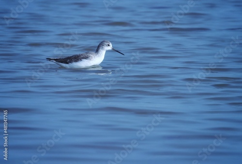 Marsh sandpiper swimming on the water. Tringa stagnatilis. The marsh sandpiper is a small wader.