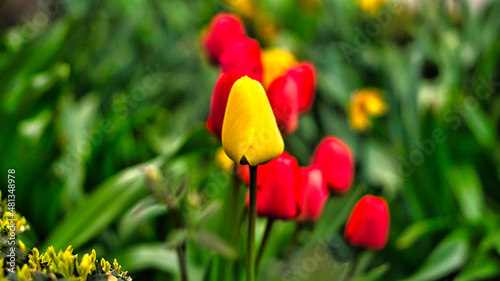 Tulips on a meadow with beautiful bokeh. Spring can come.