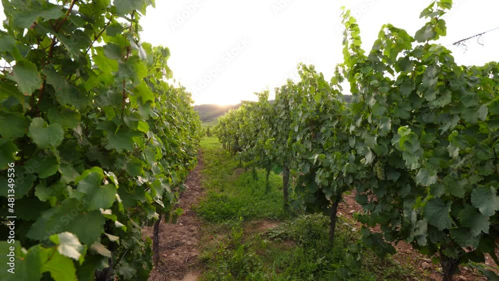 Lush green vineyard rows at sunset hour, static camera shot. Alsatian fields at bottom of Vosges mountains in late summer time. Famous wine producing region at north-eastern France Lush green vineyard rows at sunset hour, static camera shot. Alsatian fields at bottom of Vosges mountains in late summer time. Famous wine producing region at north-eastern France