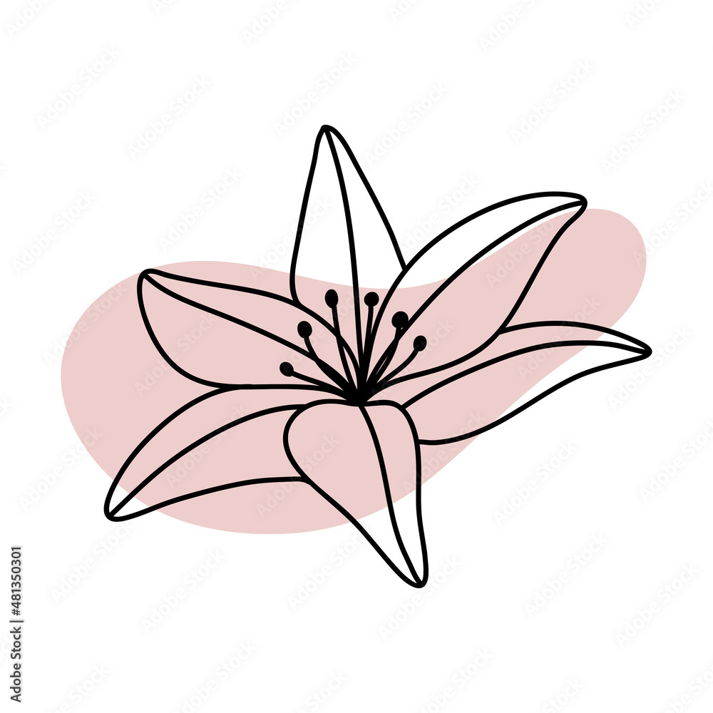 Lili. Minimal tropical flower in line art style. Boho jungle flower outline. Elegant hand drawn flower. Botanical design element and abstract shape Lili. Minimal tropical flower in line art style. Boho jungle flower outline. Elegant hand drawn flower. Botanical design element and abstract shape