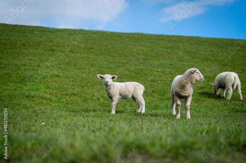 Schafe am Deich in Ostfriesland