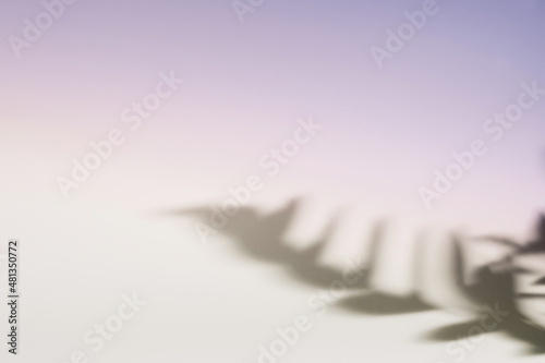 Natural leaves on branch shadow on gradient paper background. Abstract lilac floral backdrop. Soft light