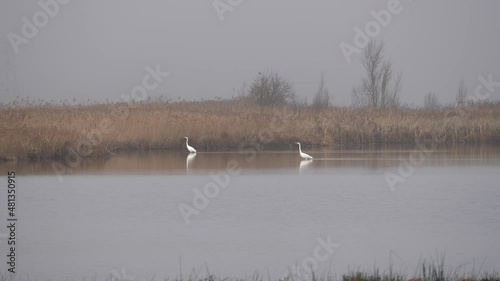 White herons at lake Naardermeer in the Netherlands on a foggy day photo