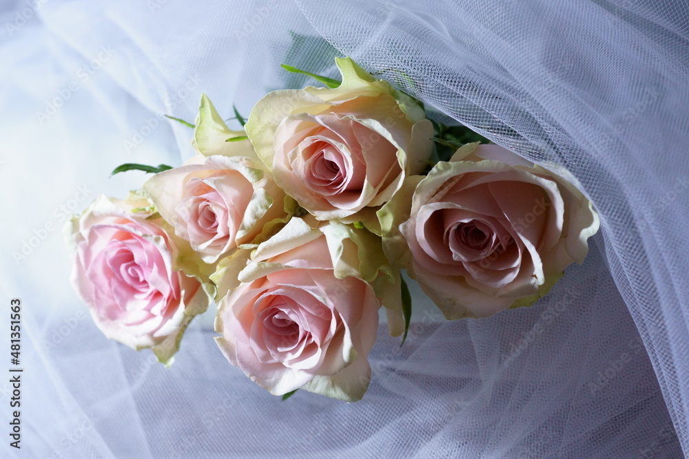 Fototapeta premium Beautiful background with pink rose