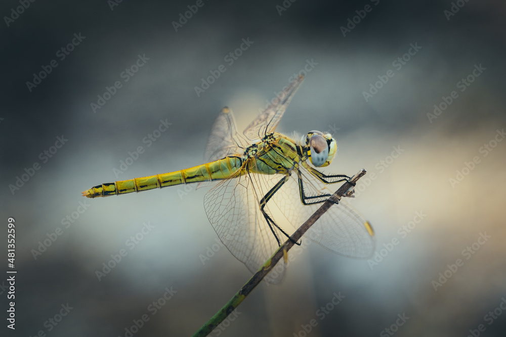 Yellow Dragonfly view on branch. (Sympetrum vulgatum) Yellow Dragonfly view on branch. (Sympetrum vulgatum)