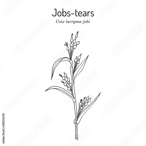Jobs tears or adlay millet Coix lacryma-jobi , edible and medicinal plant. photo