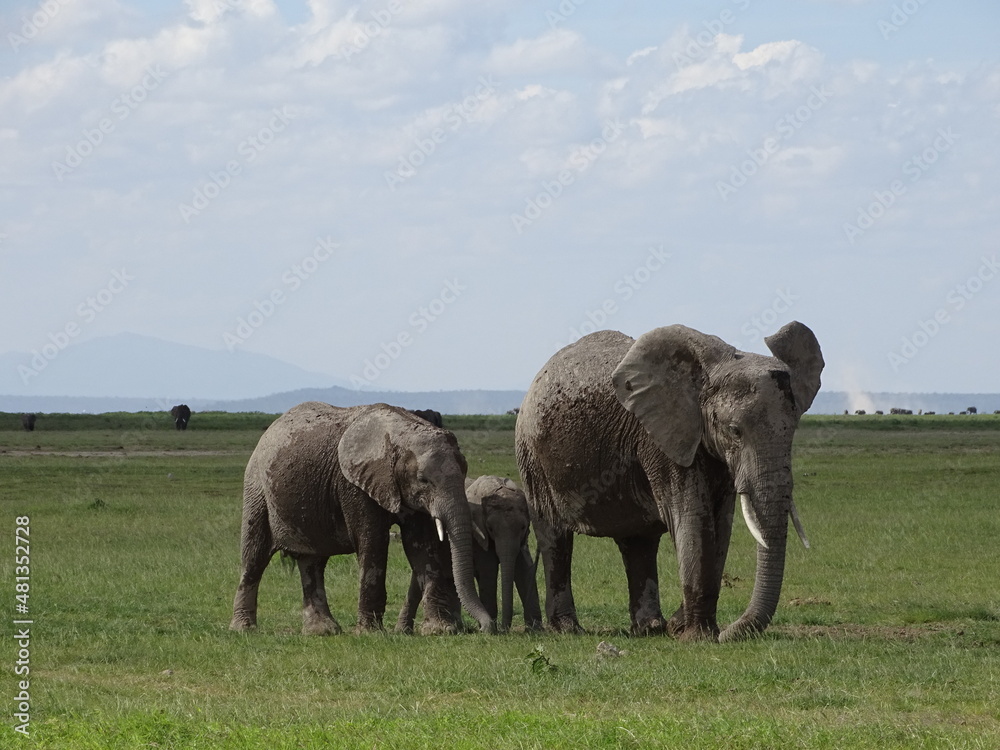 elephants in the savannah