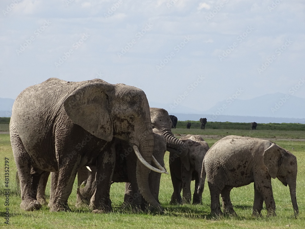 Fototapeta premium elephants in the wild
