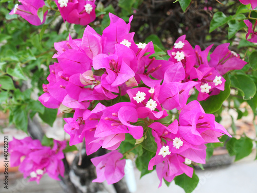 Pink bougainvillea in full bloom.
