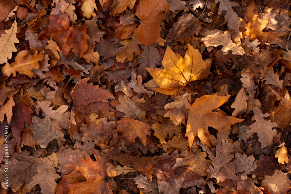 Autumn leaves texture background. Nature backdrop.