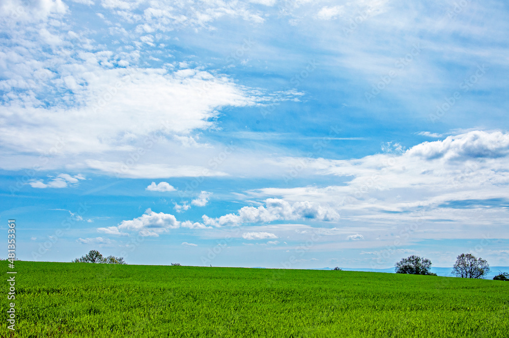 Grass and blue sky. Grass and blue sky.