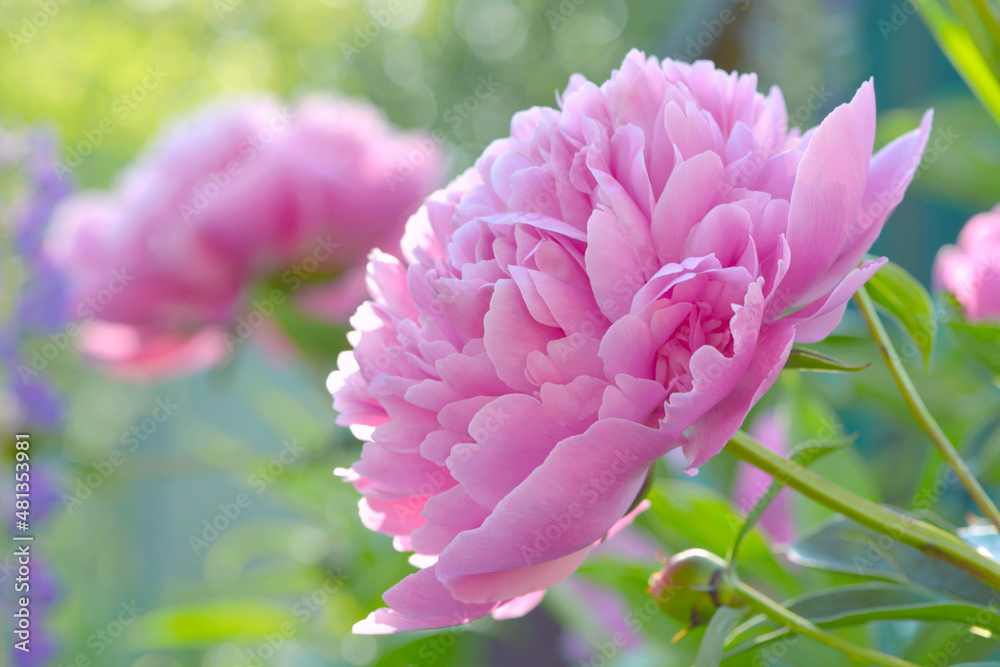 peony flower blossom	