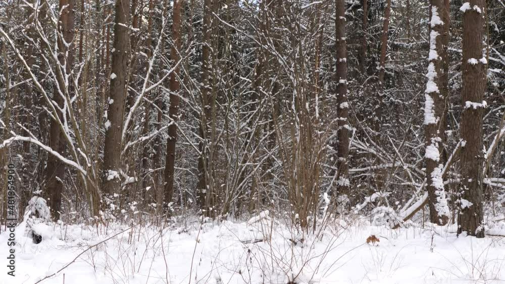 Snow-covered trees in a forest. Snowy forest during daytime Snow-covered trees in a forest. Snowy forest during daytime