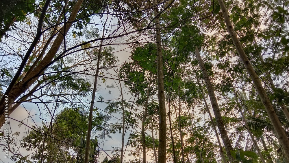 Fototapeta premium trees and sky