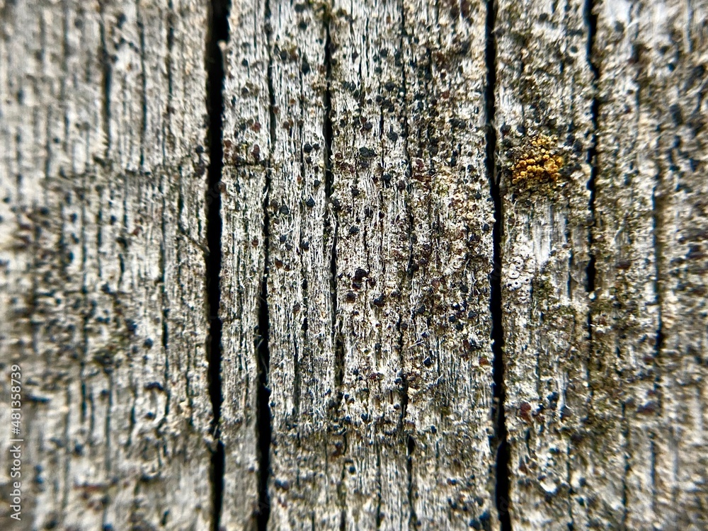 Obraz premium texture