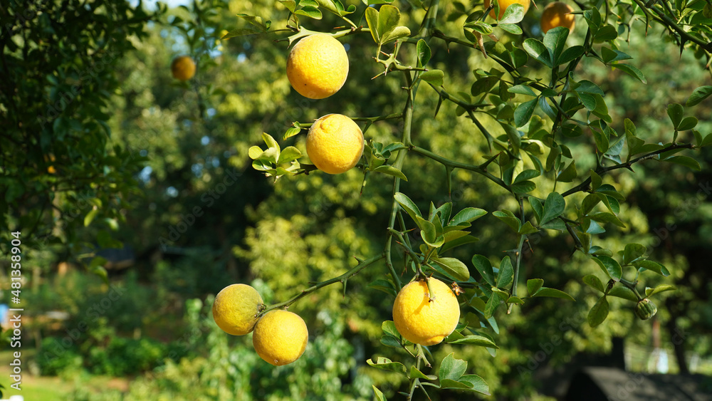 가시가 보호하는 향긋한 열매 탱자