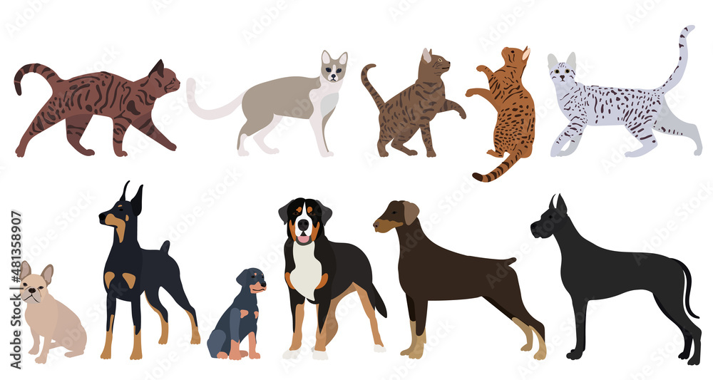 cats and dog set, flat design on white background, isolated, vector