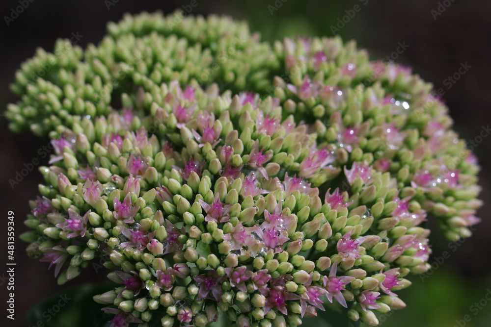 Hylotelephium telephium. Sedum telephium. Summer garden flowers. Blooming pink Sedum spectabile in the autumn season. Orpine flower. Sedum Stonecrop in nature. Garden stonecrop. Variegated stonecrop Hylotelephium telephium. Sedum telephium. Summer garden flowers. Blooming pink Sedum spectabile in the autumn season. Orpine flower. Sedum Stonecrop in nature. Garden stonecrop. Variegated stonecrop