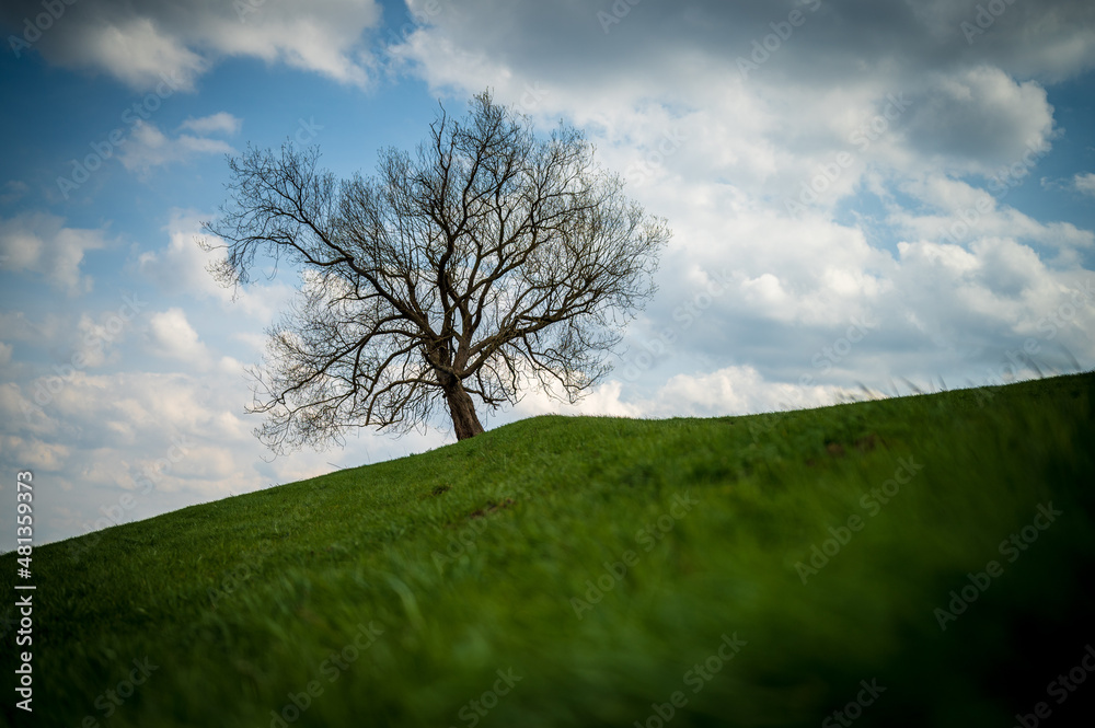 Obraz premium Die Eiche