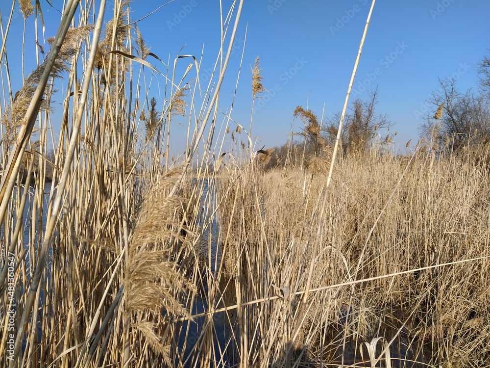Obraz premium Thickets of dry reeds near the lake
