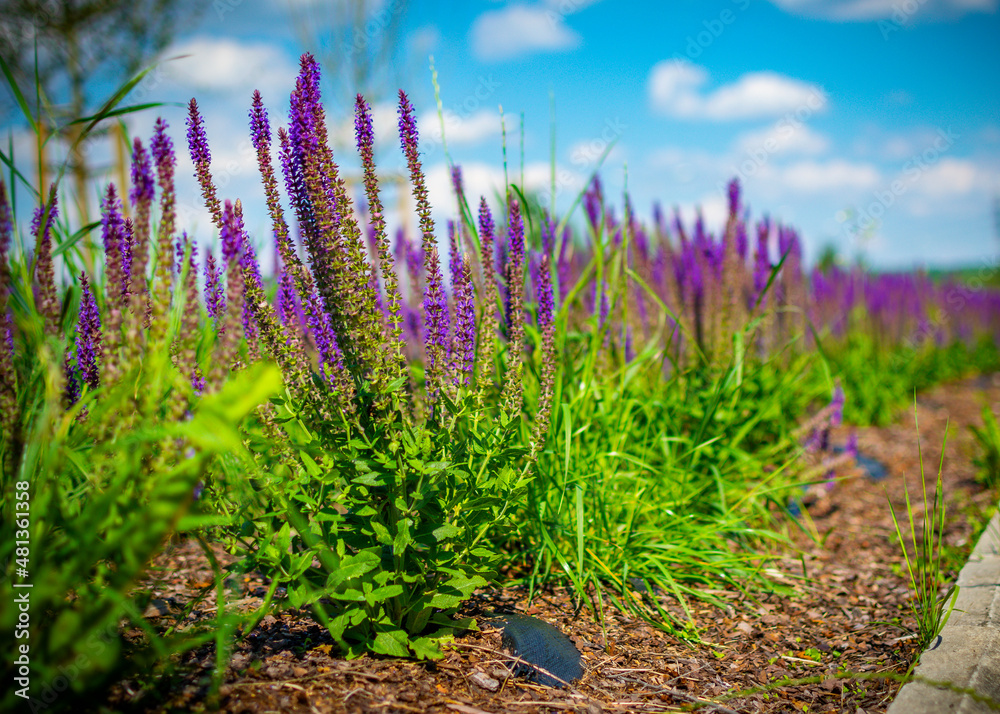 Fototapeta premium Lawenda