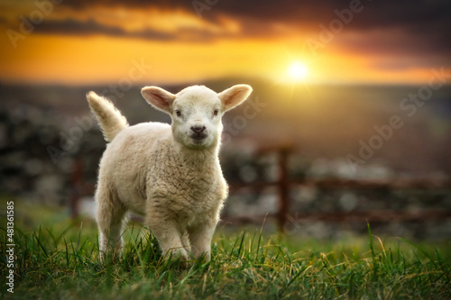 Billede på lærred Lamb running on the field at sunset, Ireland.