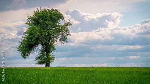 Drzewo życia