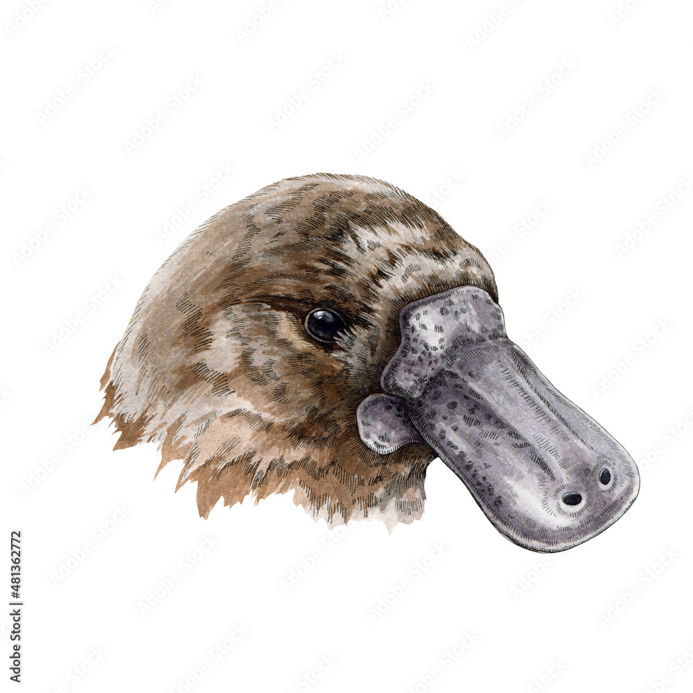 Platypus animal watercolor illustration. Hand drawn realistic australia animal head element