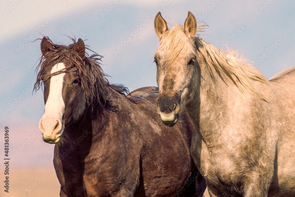 Onaqui Mustangs Onaqui Mustangs